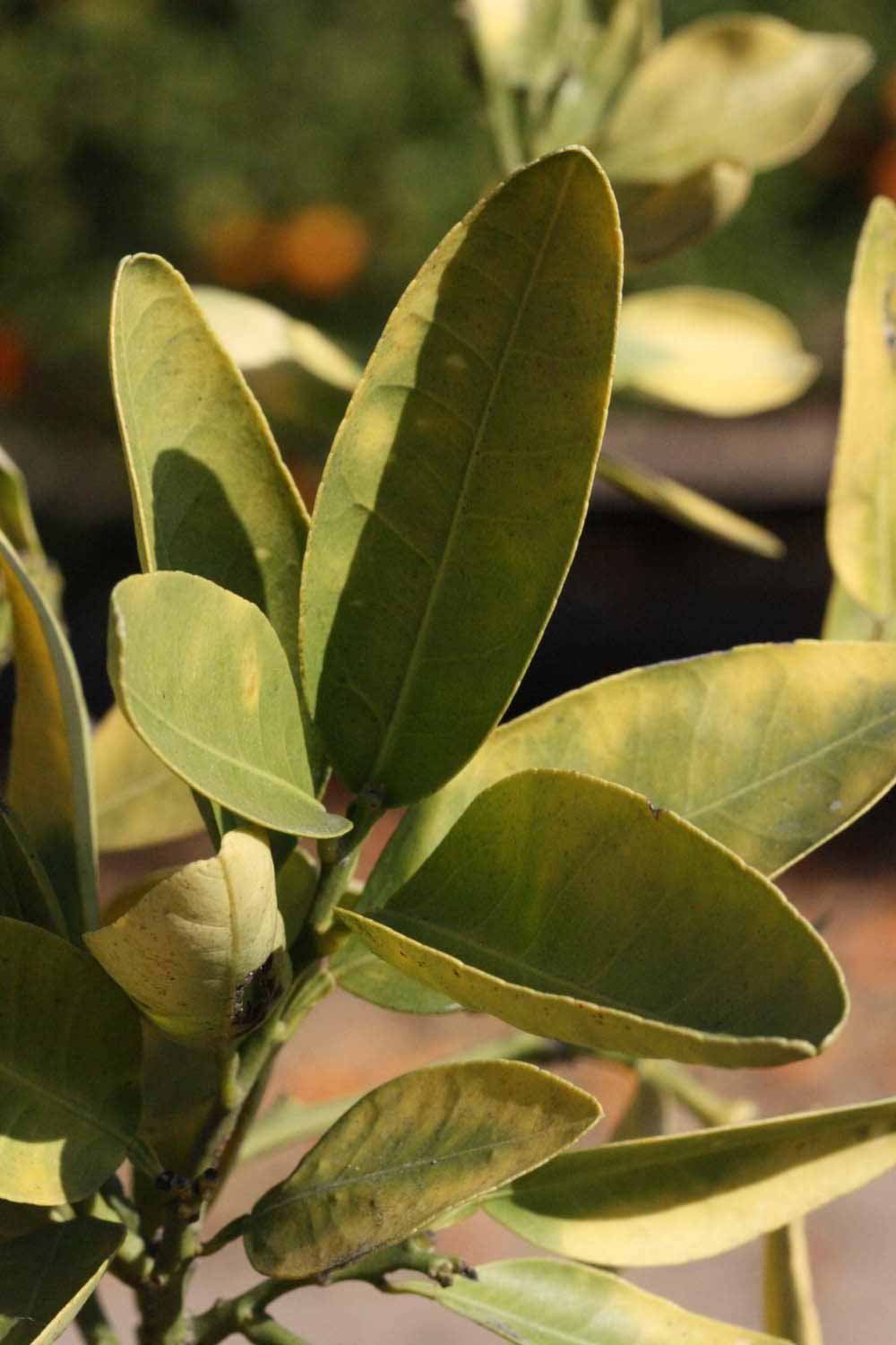              Sun leaves (Riverside, CA)       